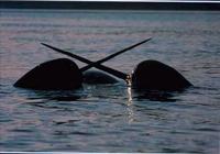 Narwhal's_surfacing_in_the_High_Arctic