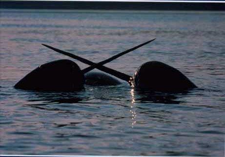 http://en.wikipedia.org/wiki/File:Narwhal's_surfacing_in_the_High_Arctic.jpg